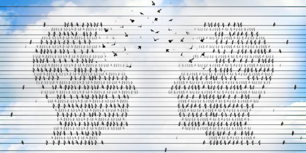 Communication network idea and concept for networking and teamwork or a symbol for a business group working together as groups of birds on electric wires shaped as a human head merging to unite for success.